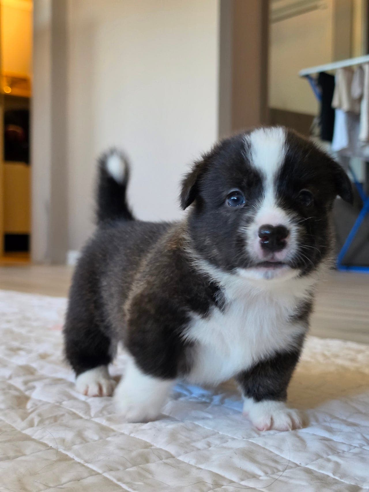 Welsh Corgi cardigan valper