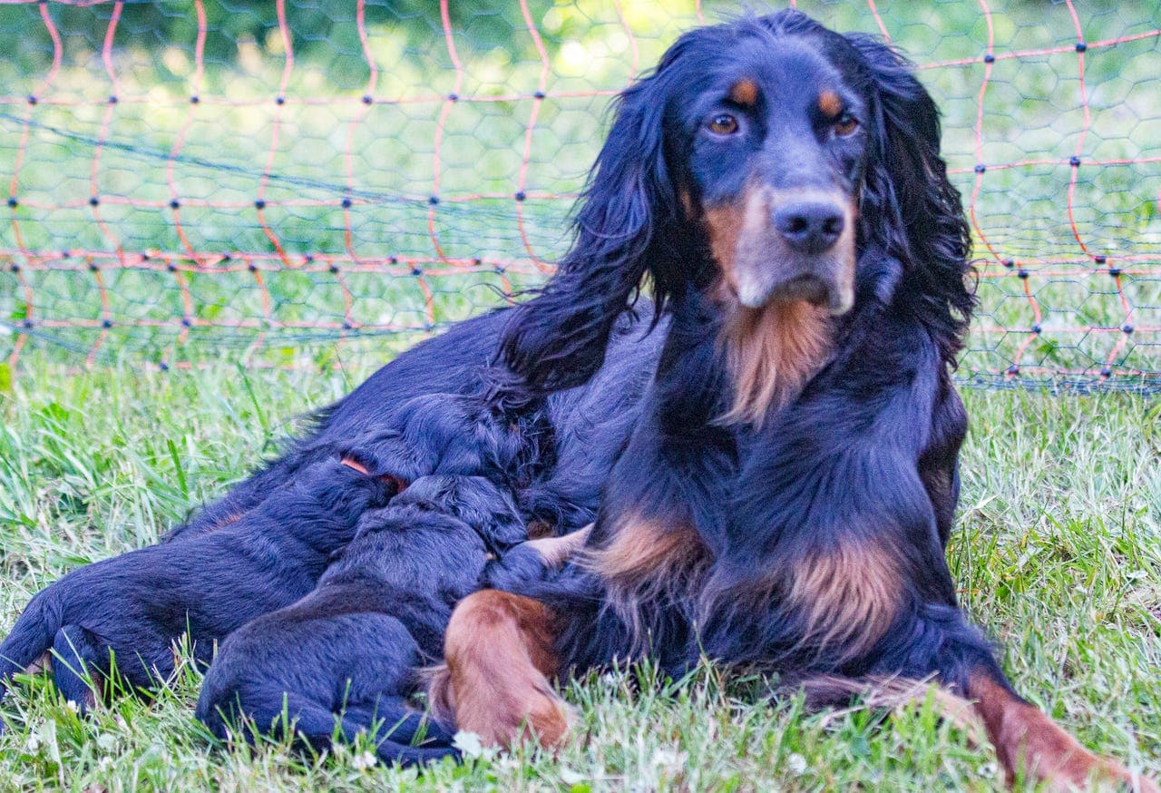 Gordonsetter hannvalper til salgs
