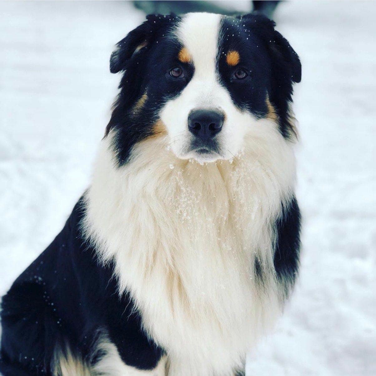 Australian Shepherd hannhund, 8 år, søker sitt siste hjem