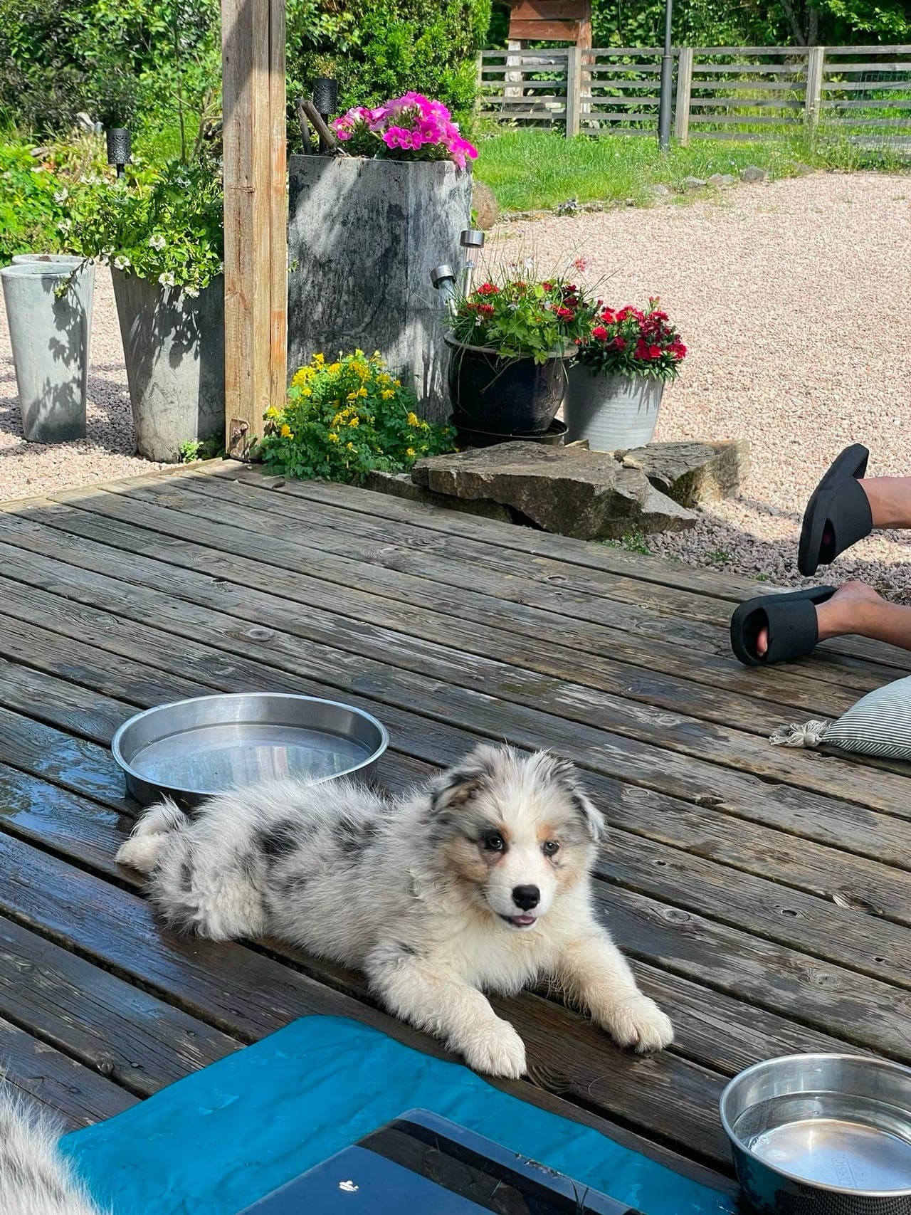 Australian shepherd