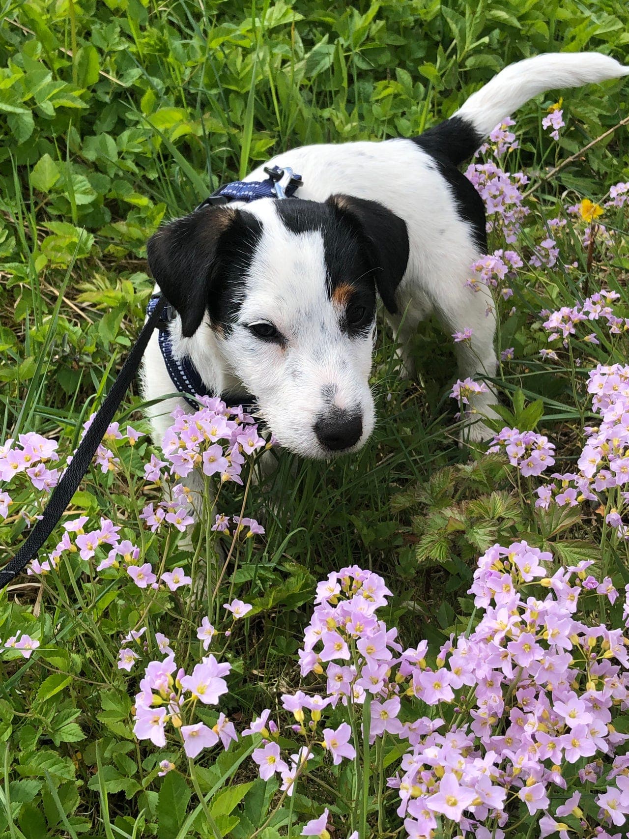 Jack Russell terrier 6 mnd vurderes solgt