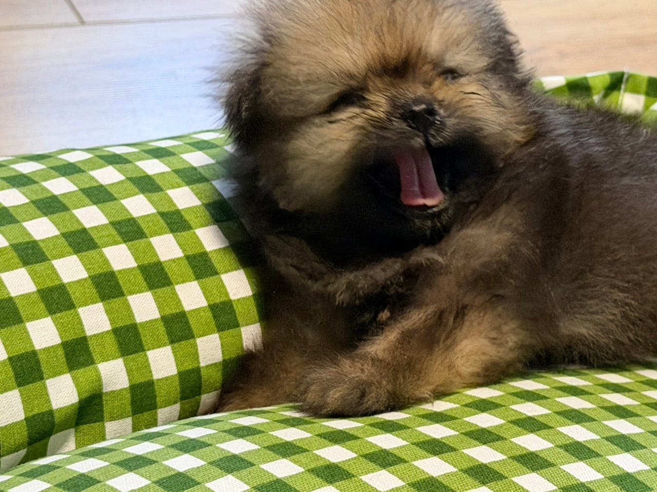 Hunder Pomeranian-valpar