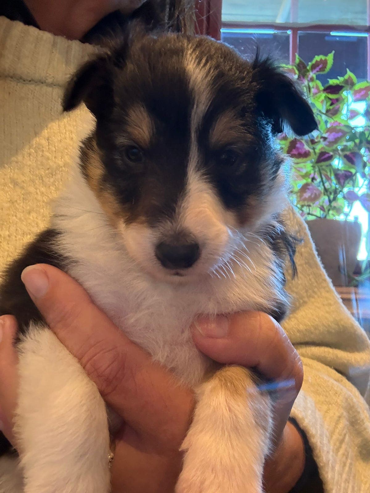 Shetland sheepdog valper