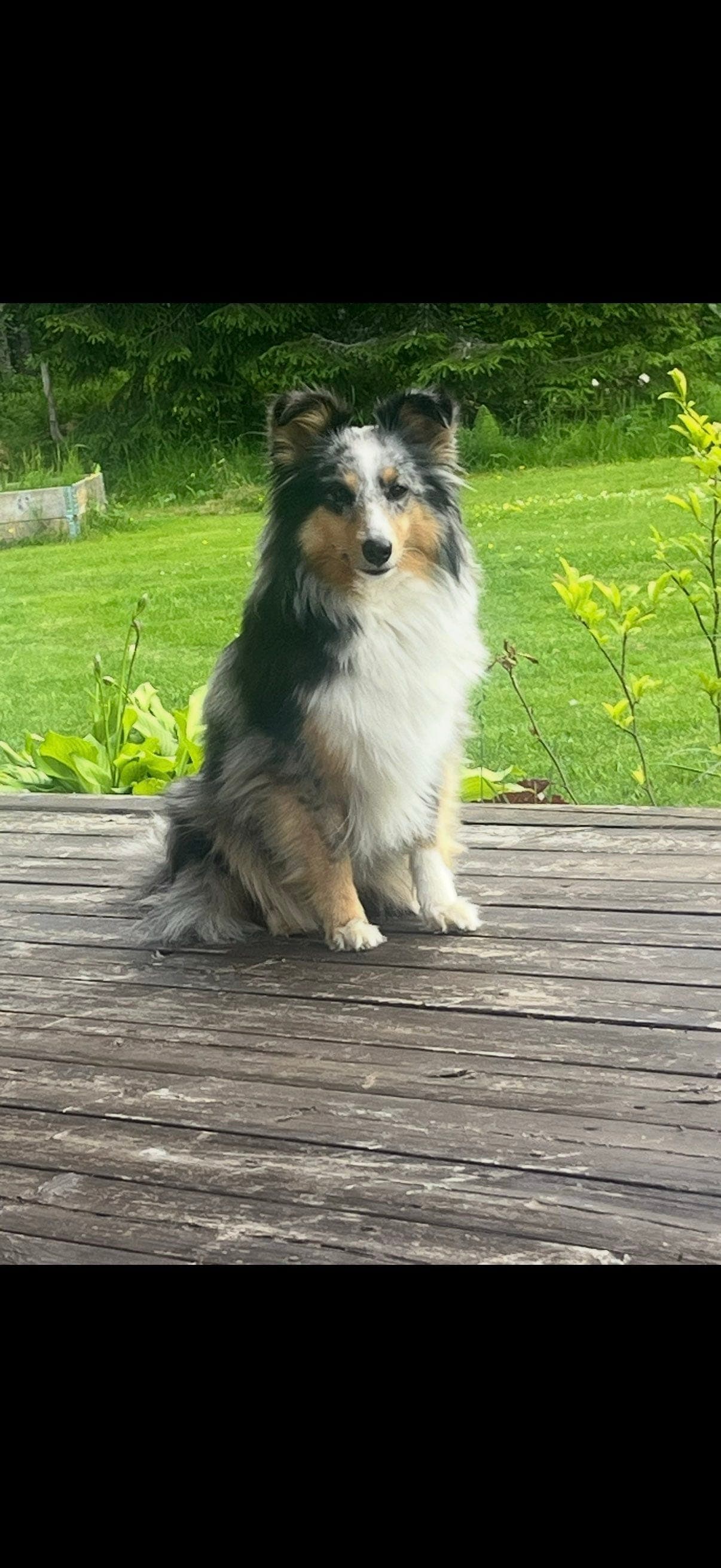 Shetland sheepdog valper ventes
