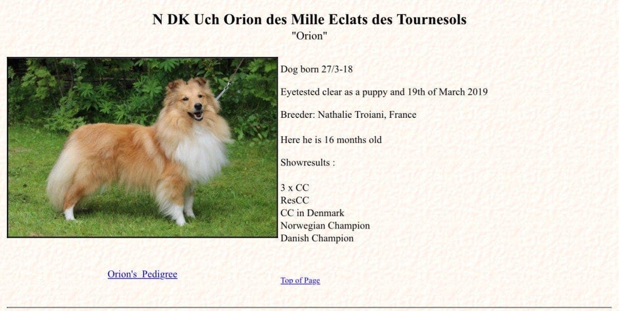 Shetland sheepdog valper ventes
