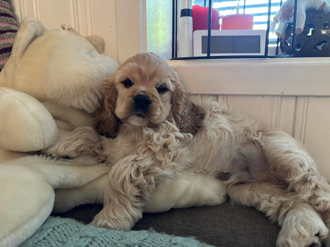American Cocker Spaniel valper
