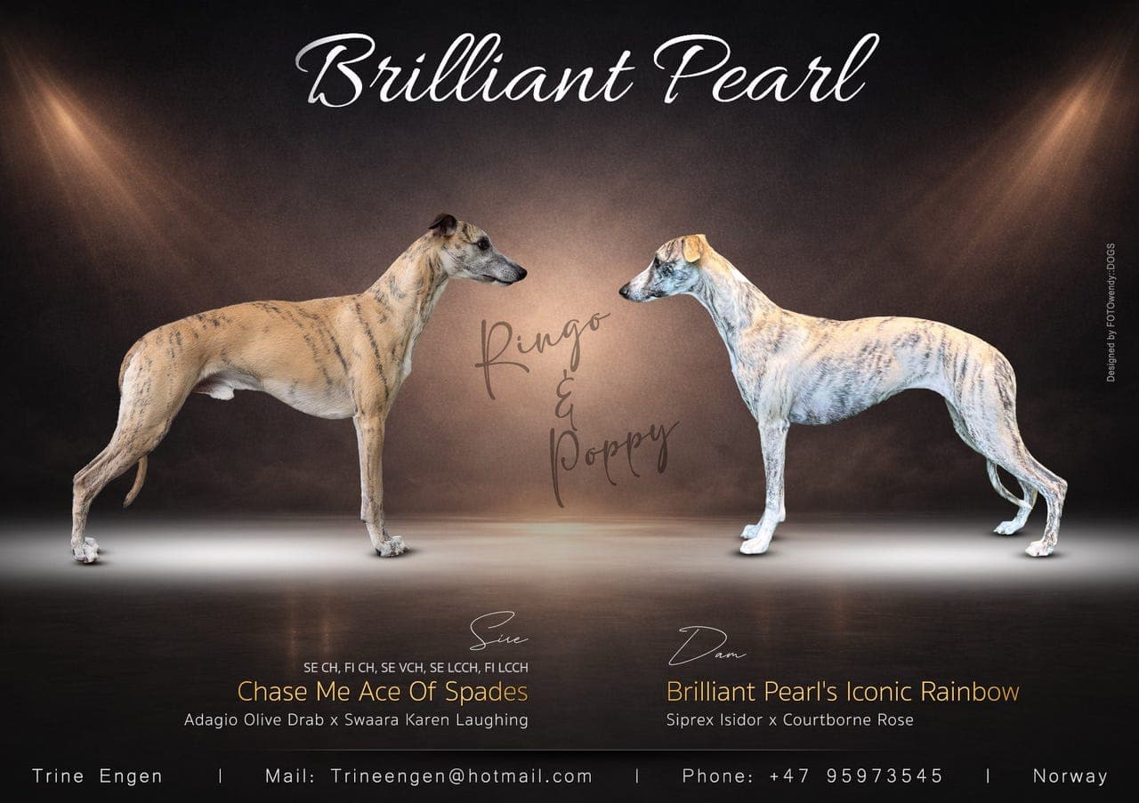 Whippetvalper ventes