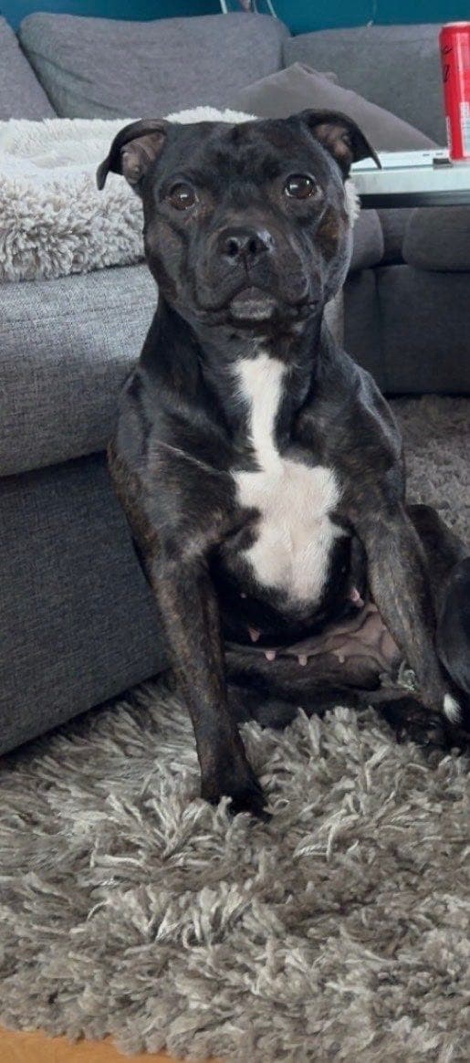 Staffordshire Bullterrier tispe omplasseres med tungt hjerte