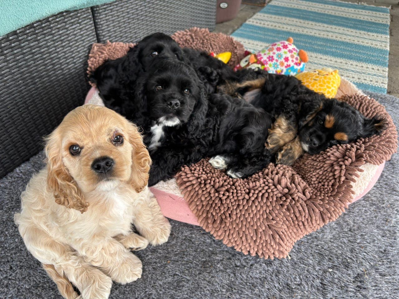 American Cocker Spaniel