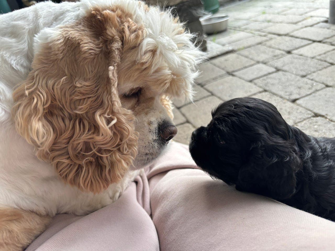 American Cocker Spaniel
