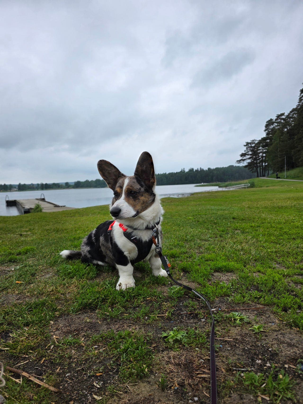 Omplassering – Welsh Corgi Cardigan valp