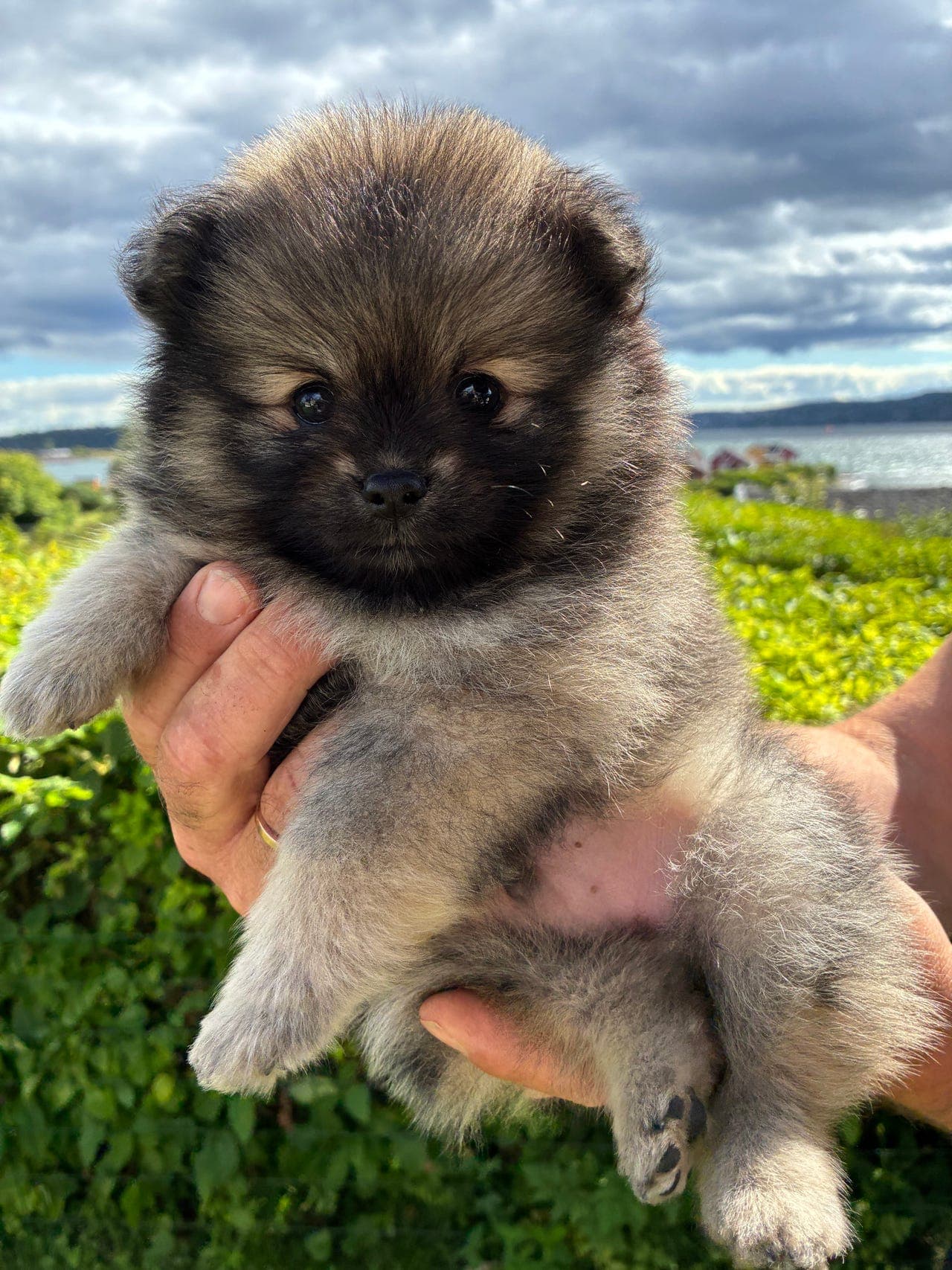 Renraset pomeranian med stamtavle