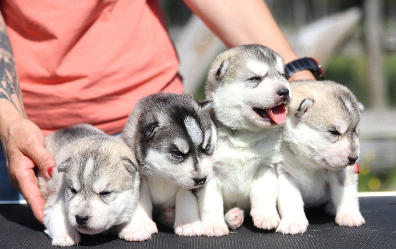 Siberian Husky tispe valp