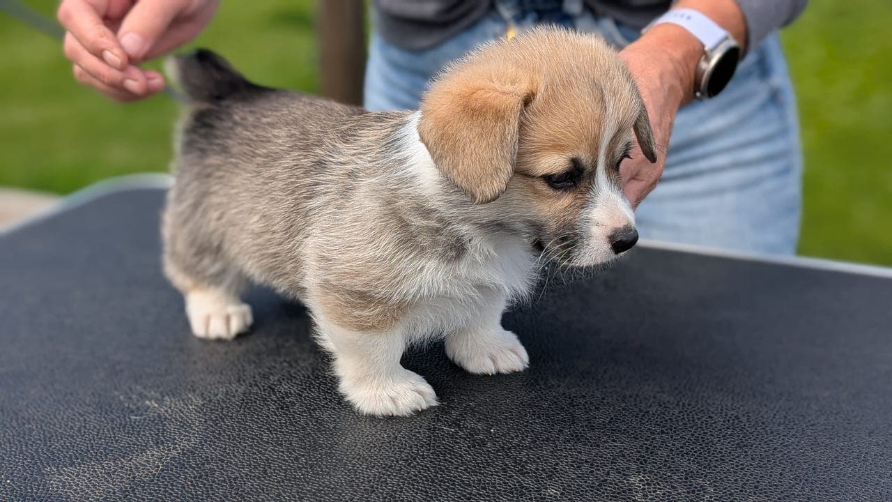 Nydelige Welsh corgi Pembroke valper