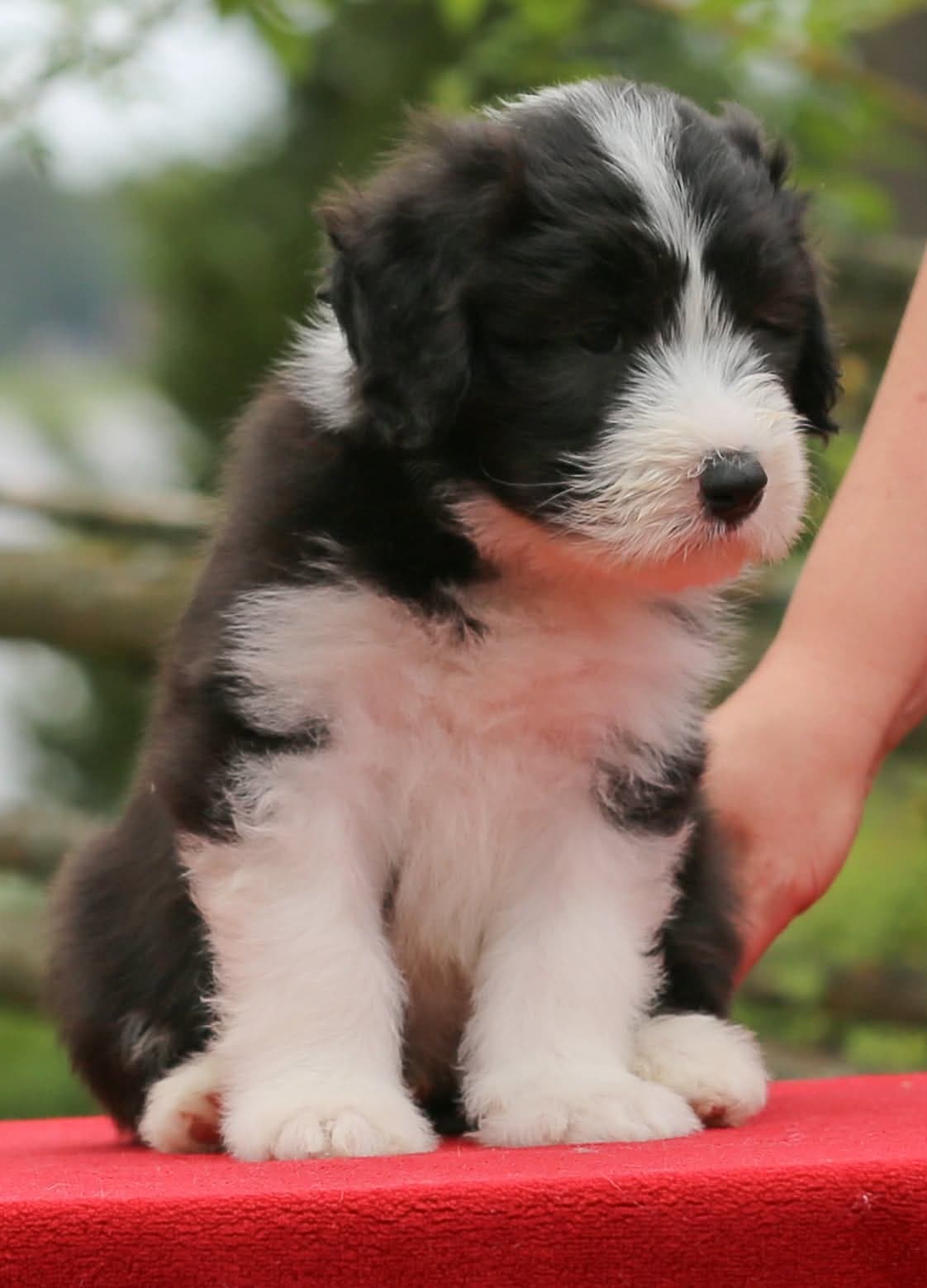BEARDED COLLIE VALPER