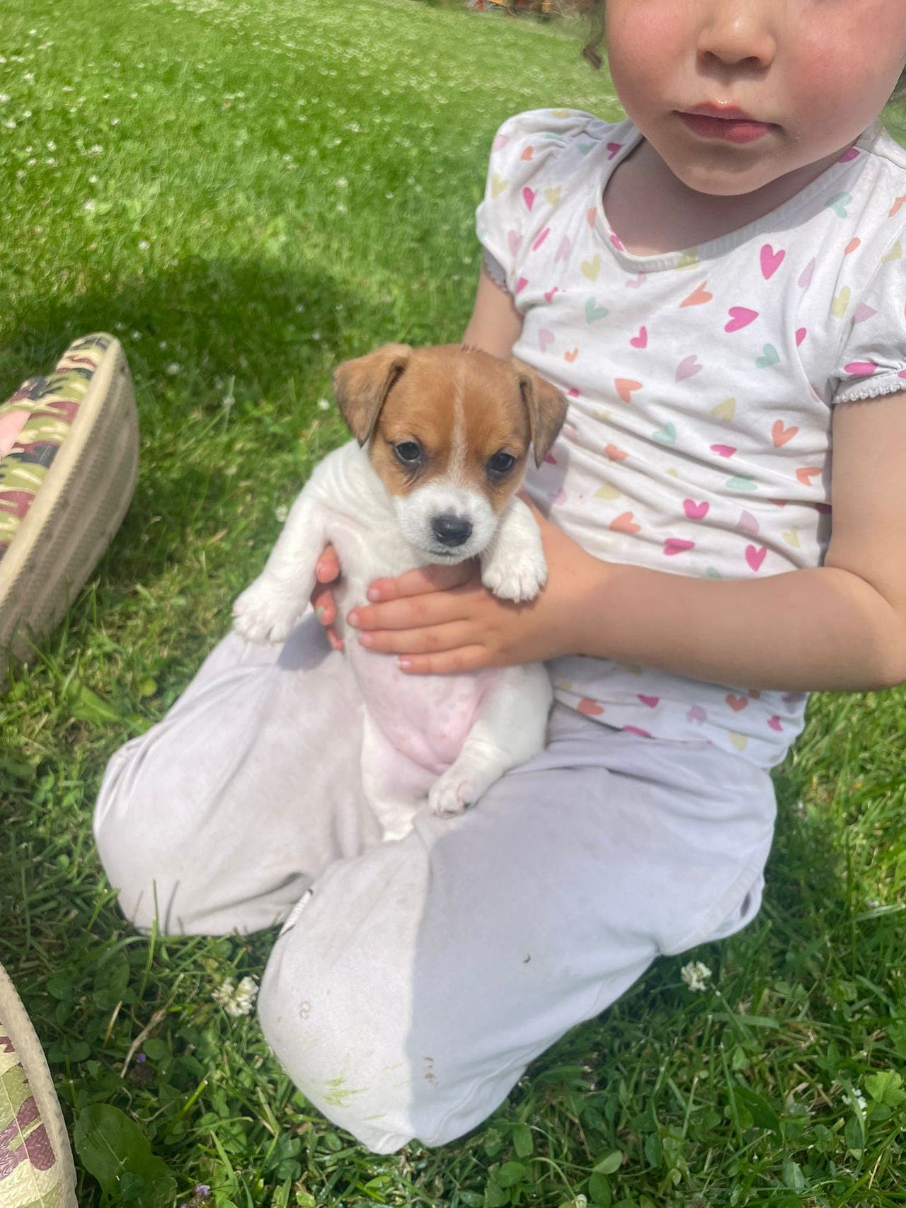 NKK-registrerte Jack Russell Terrier valper