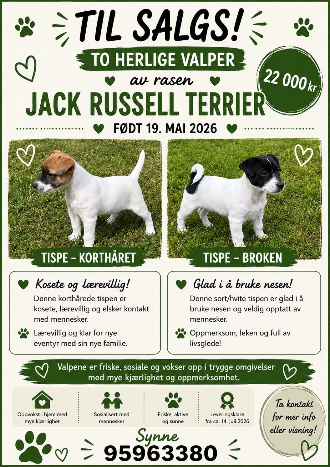 NKK-registrerte Jack Russell Terrier valper leveringsklare