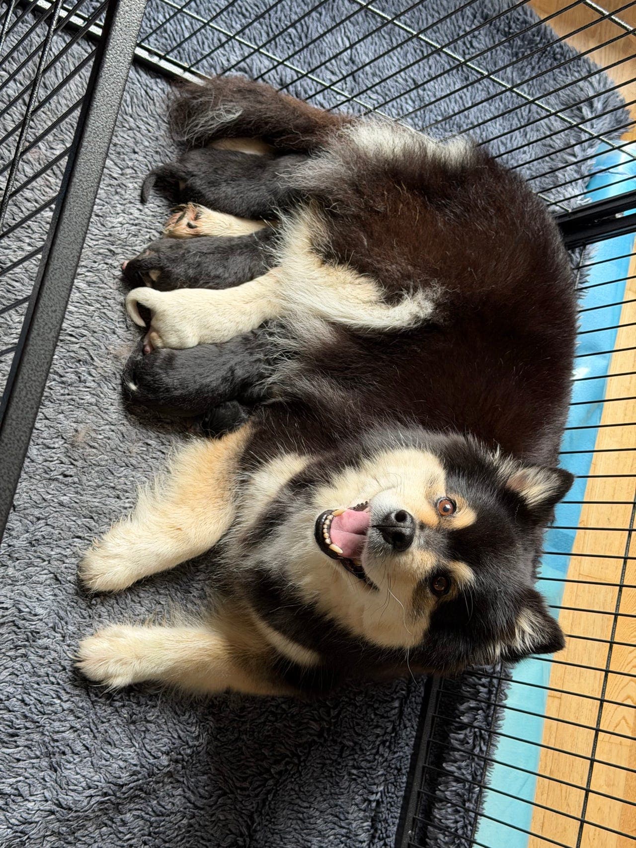Søker fôrvert til finsk lapphund