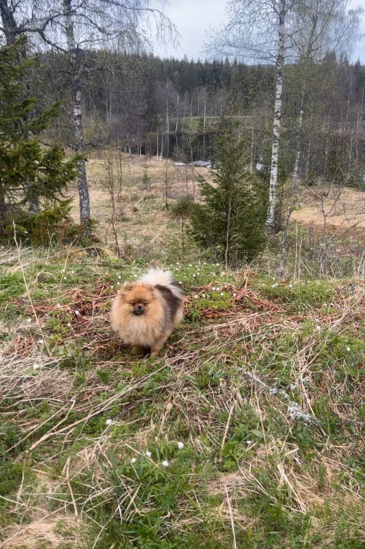 Pomeranian tispe NKK registrert