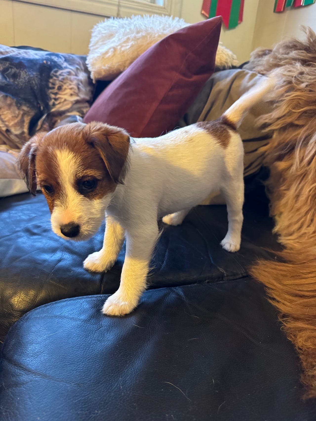 NKK-registrerte Jack Russell Terrier-tispevalp til salgs