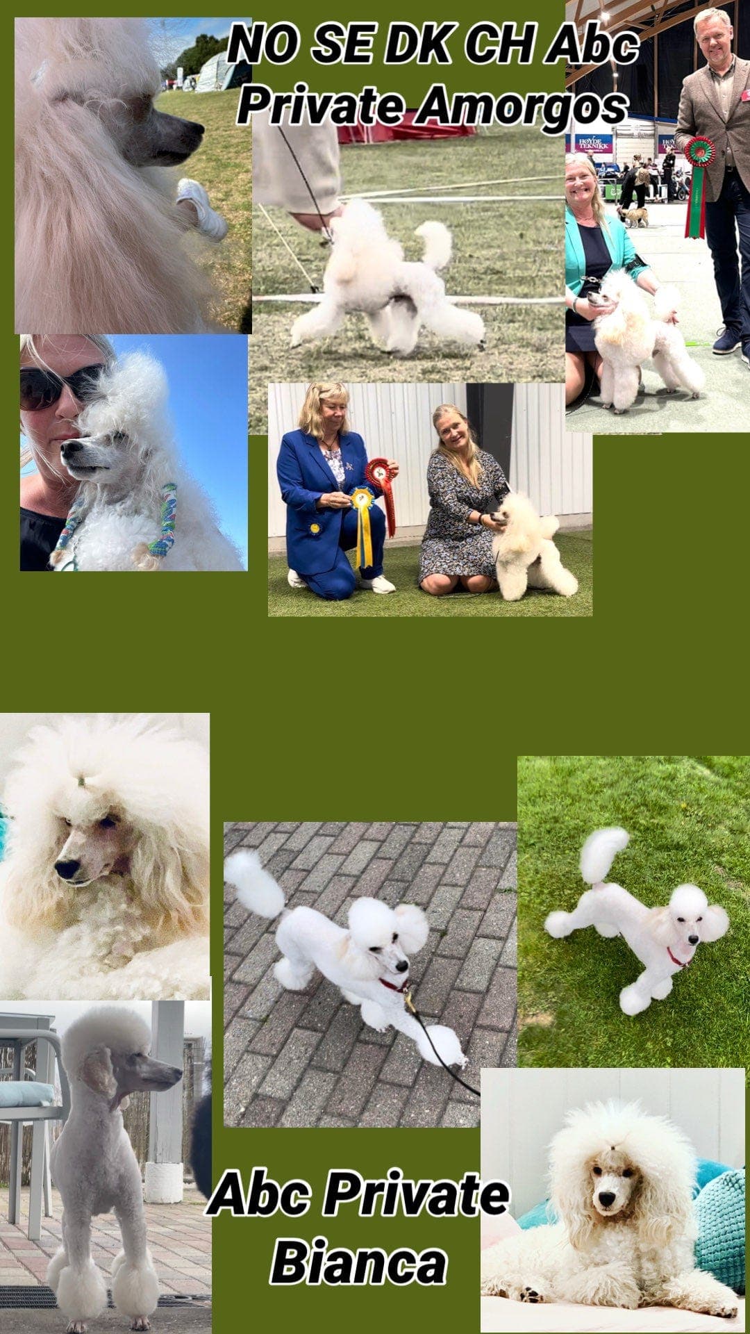 Renraset Dvergpuddel ventes i slutt av juli🐩💙