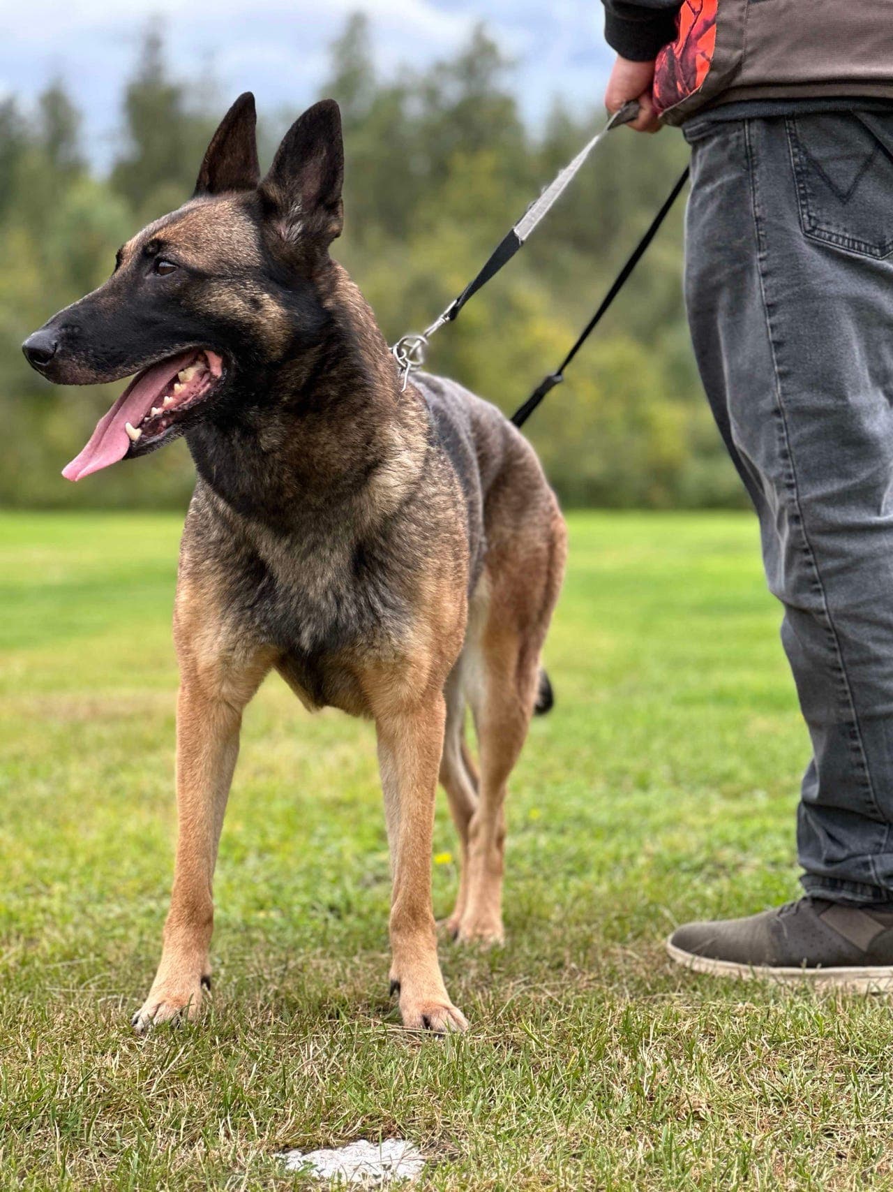 Malinoistispe omplasseres