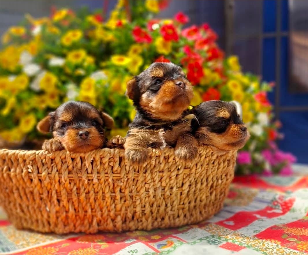 Renraset Yorkshire Terrier Valper