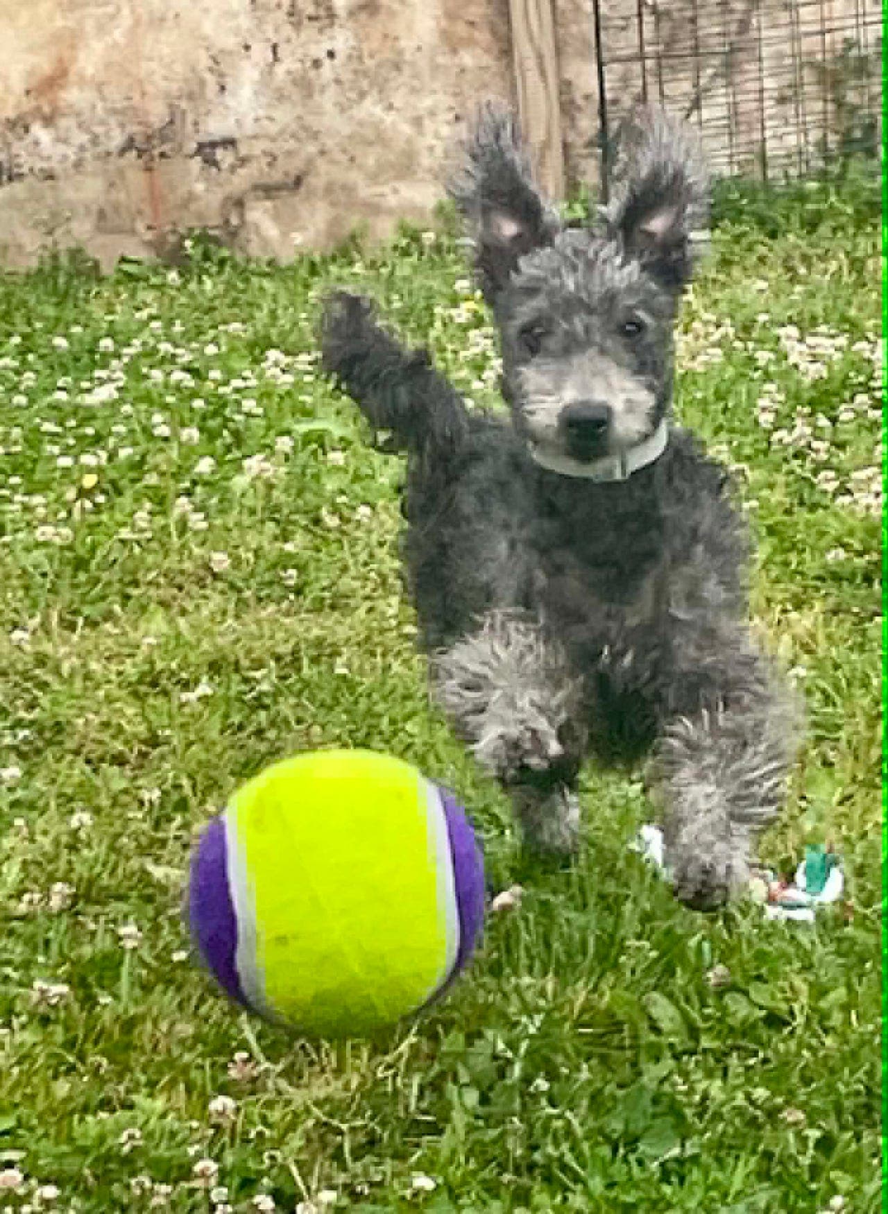 PUMI