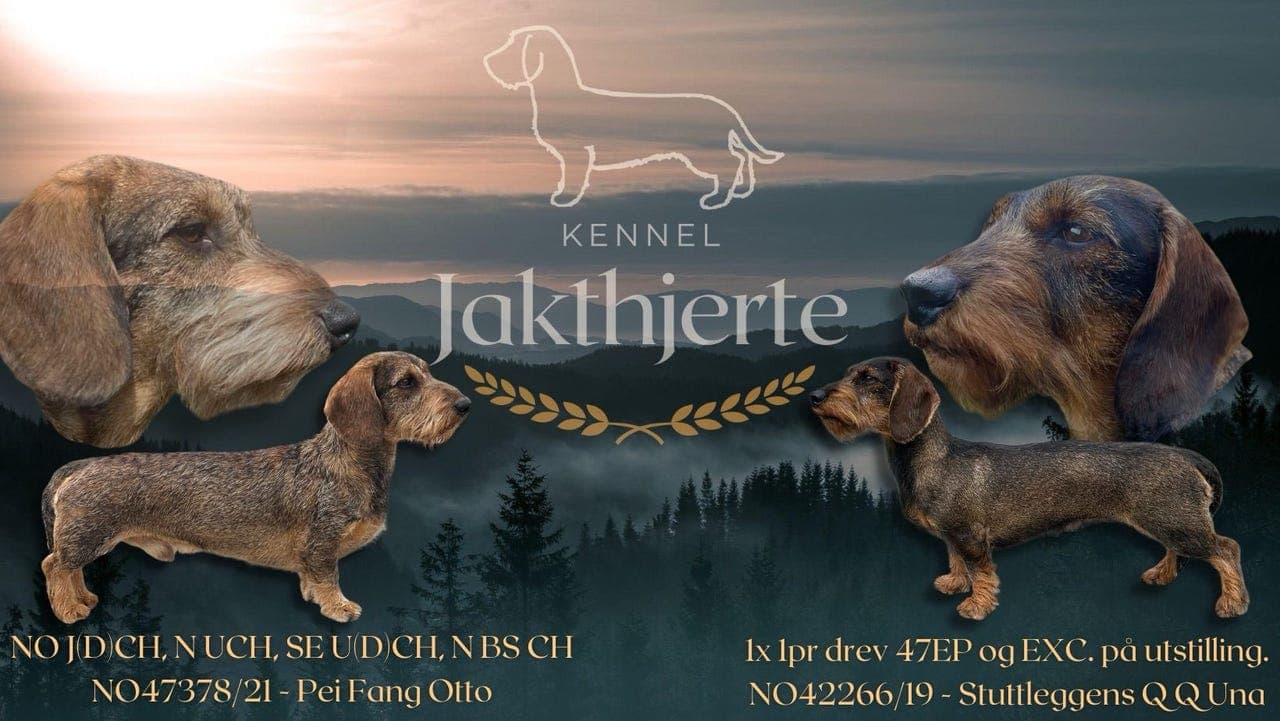 Dachshund Strihåret standard NKK