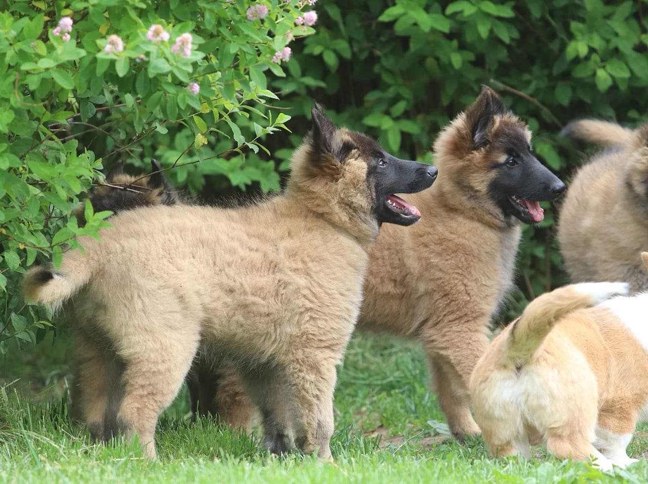 Belgisk Fårehund Tervueren
