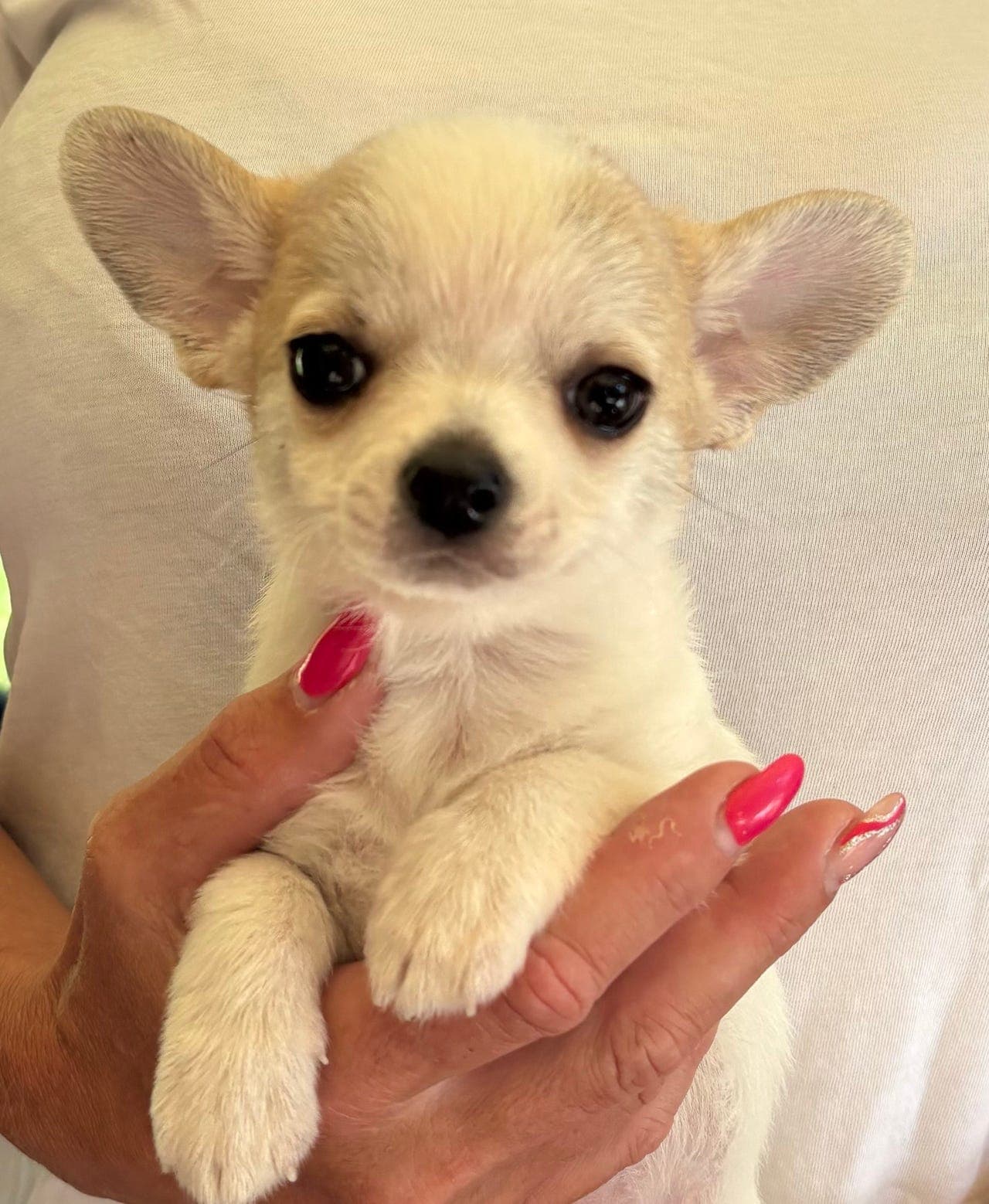 Vakker Chihuahua gutt ❤️