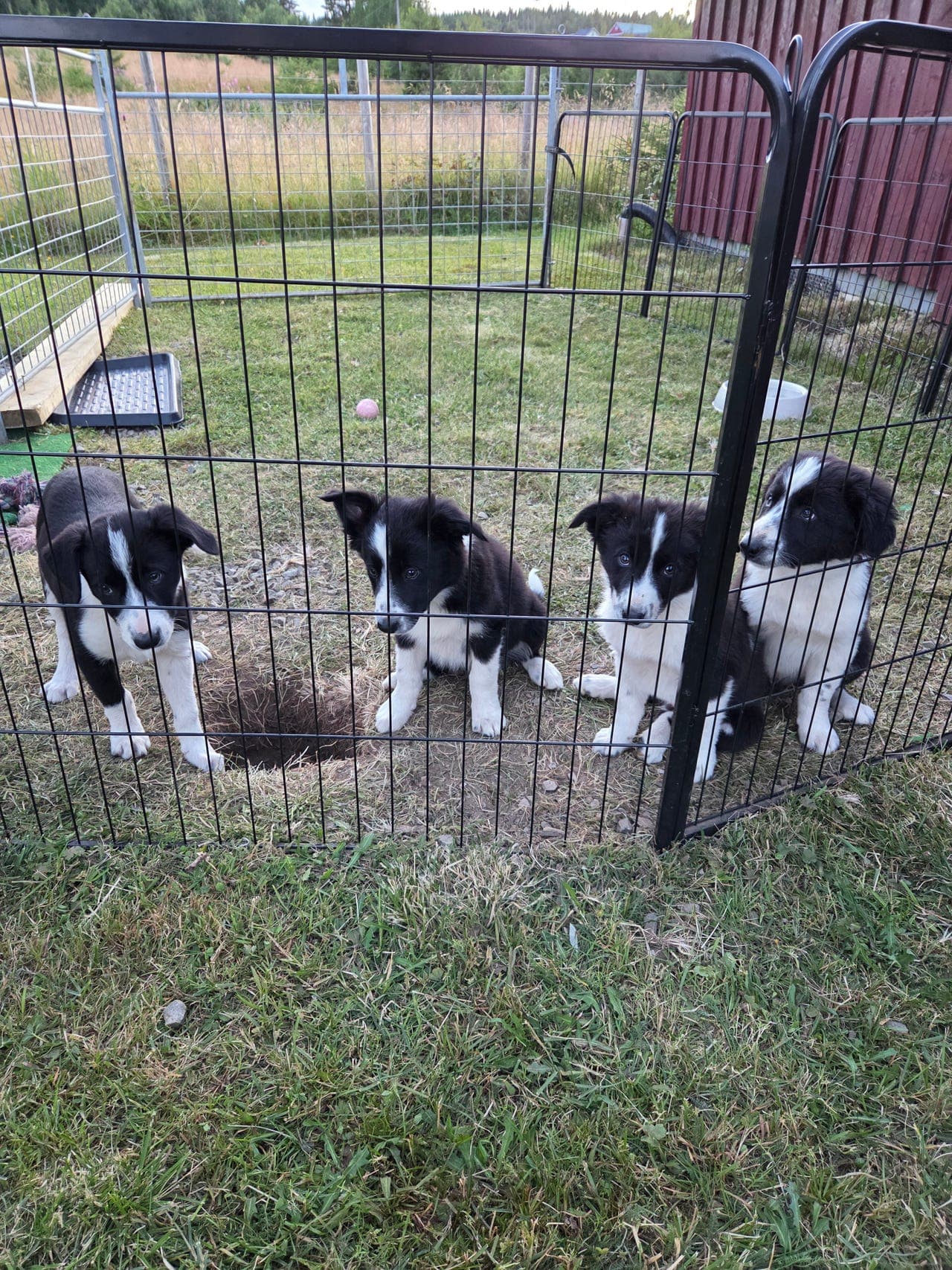 Border collie valper