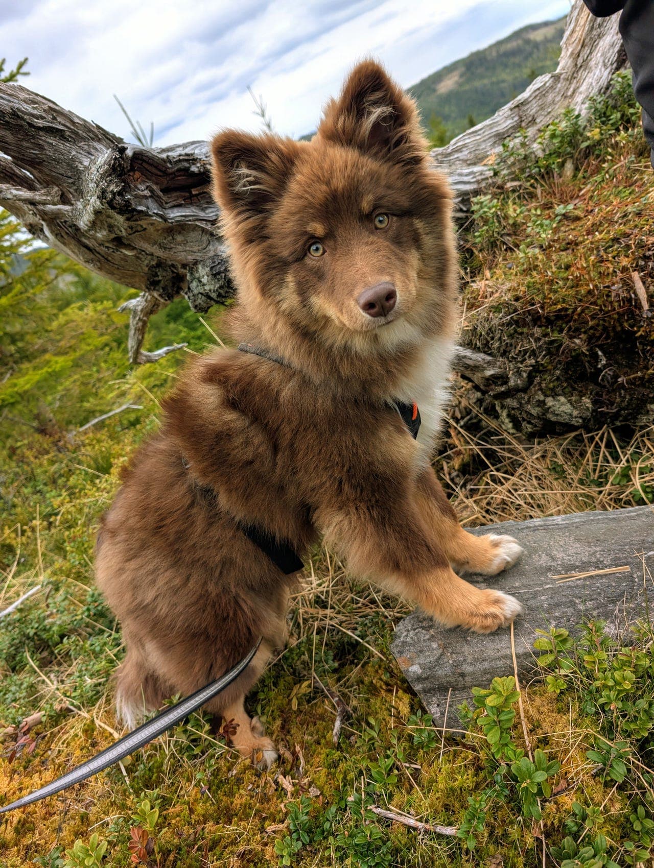 Finsk Lapphund tispe søker fôrhjem
