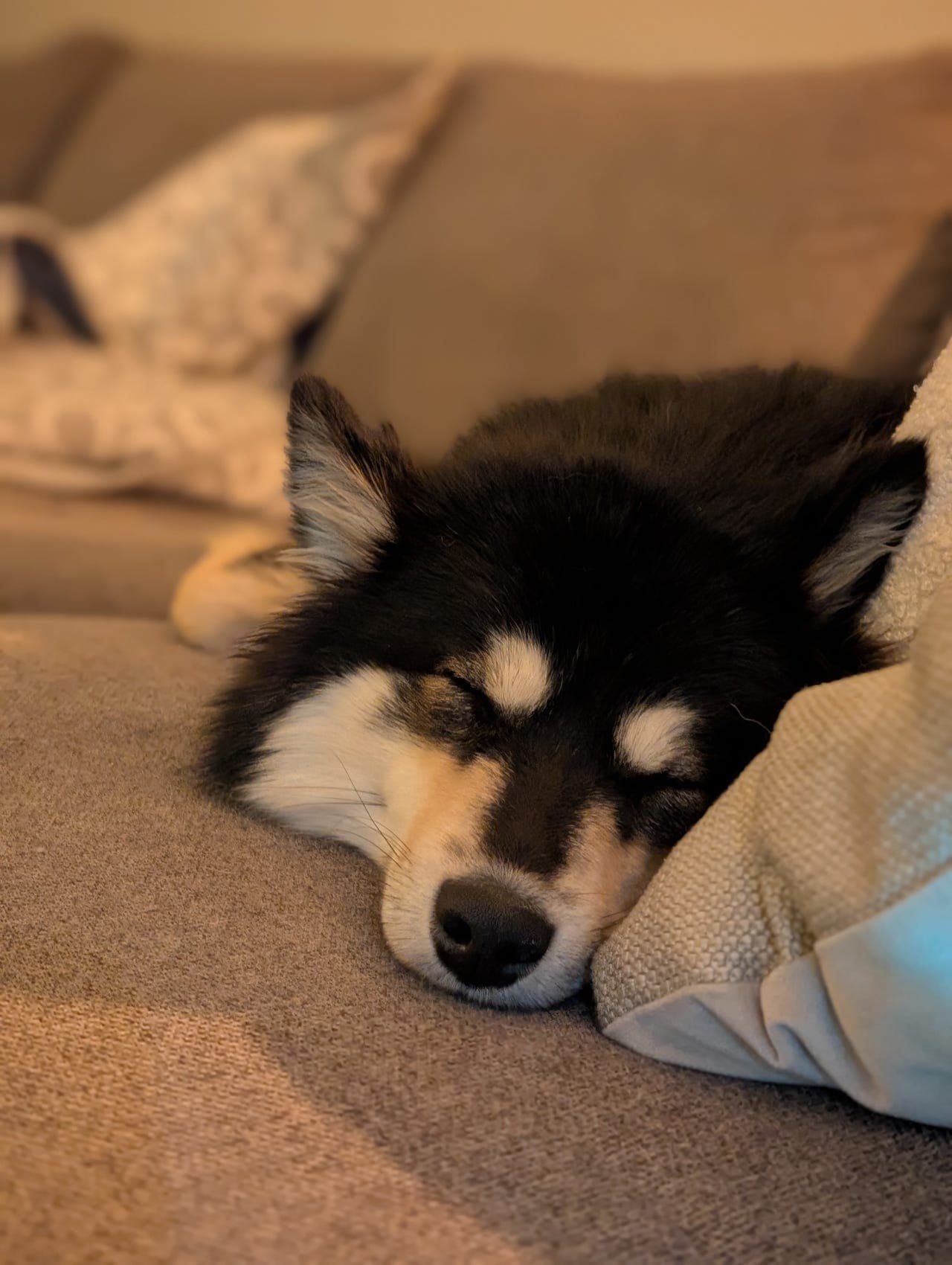 Finsk lapphund tispe søker fôrhjem