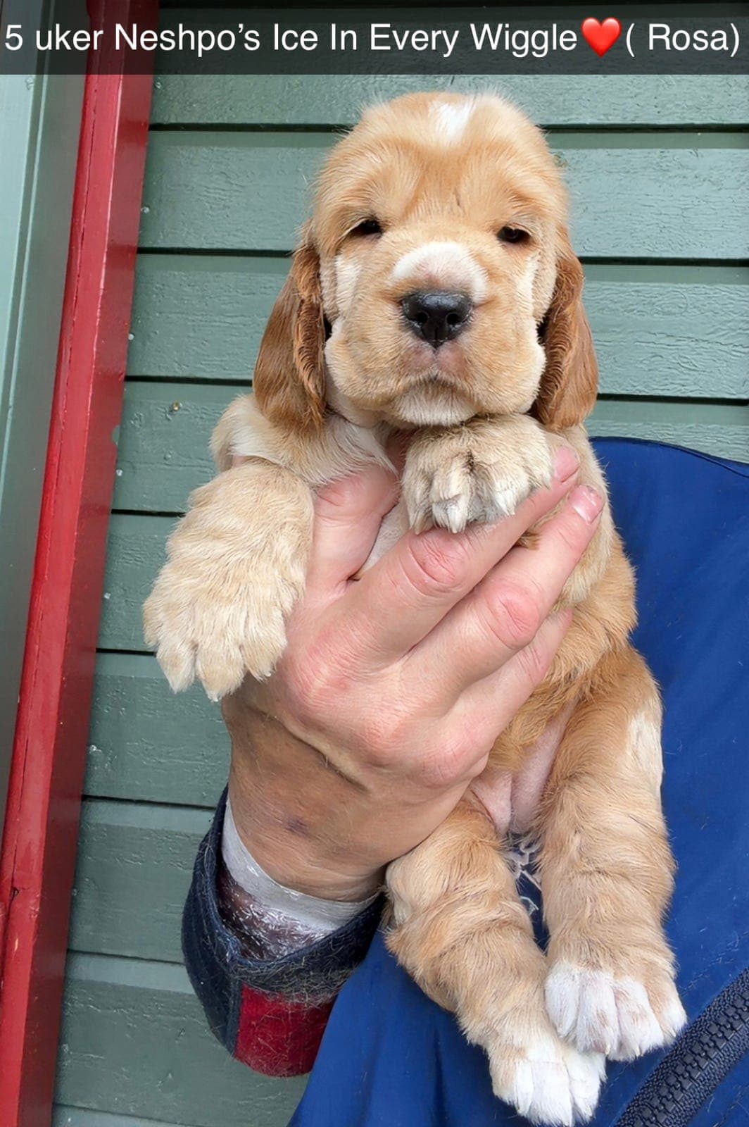 Engelsk cocker spaniel