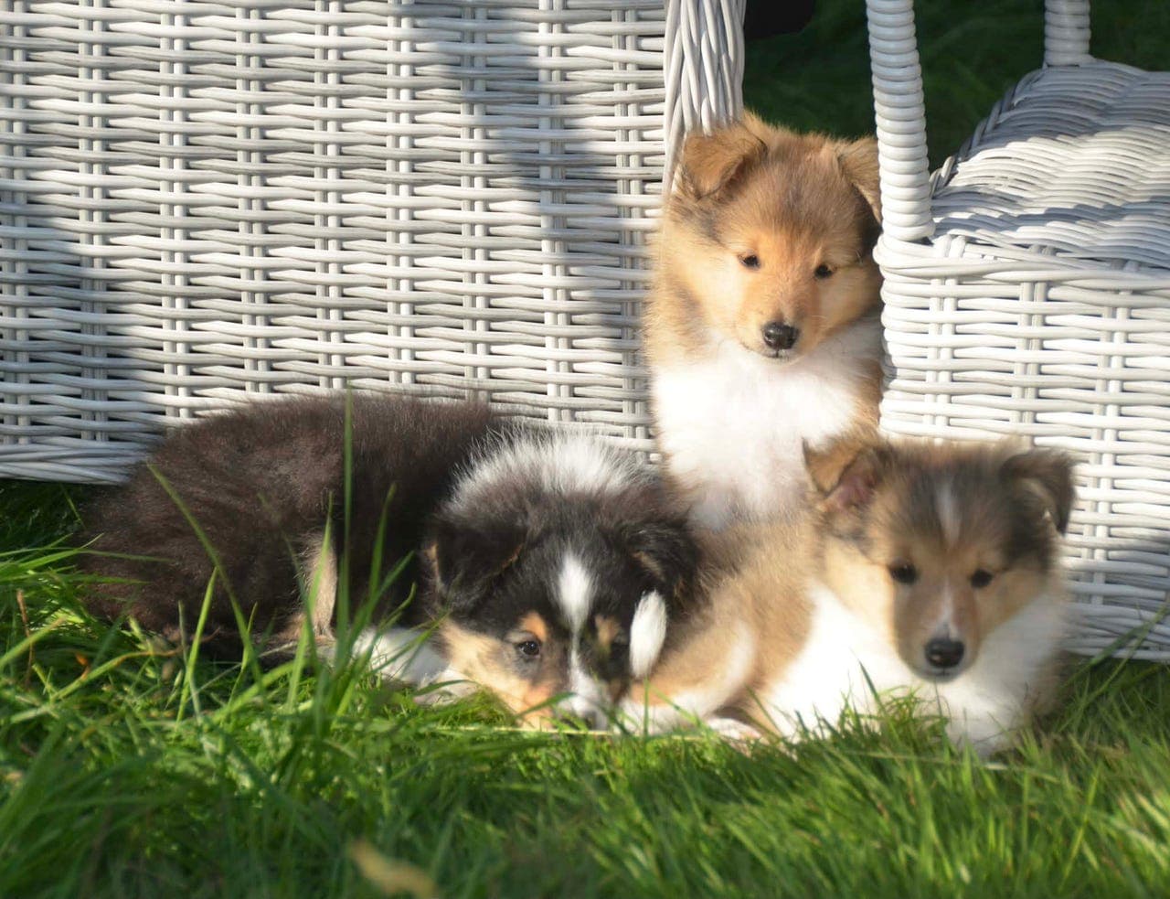 Shetland sheepdog
