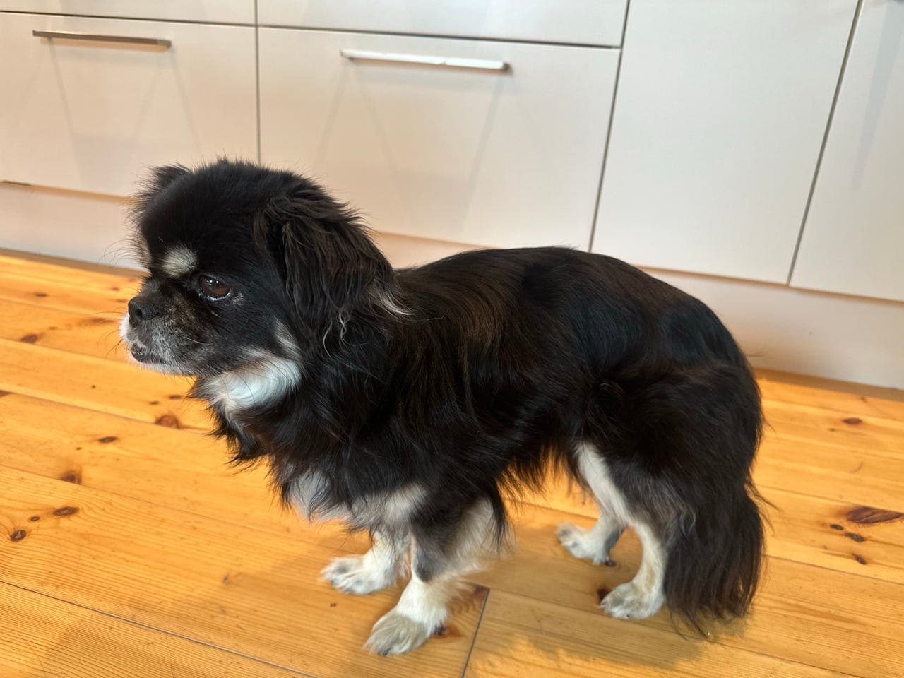 Tibetansk Spaniel tispe