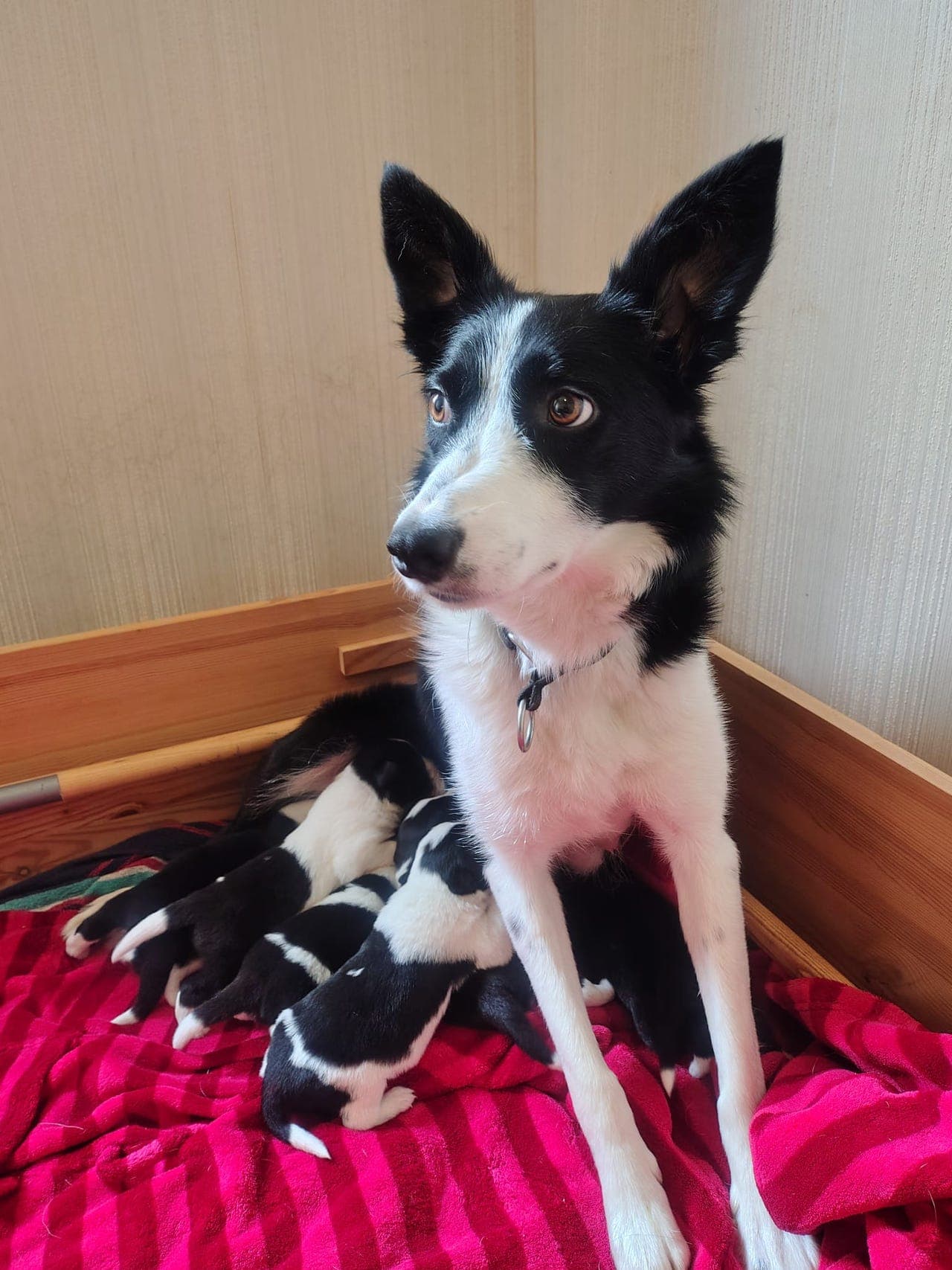 Border Collie valper etter topp kombo