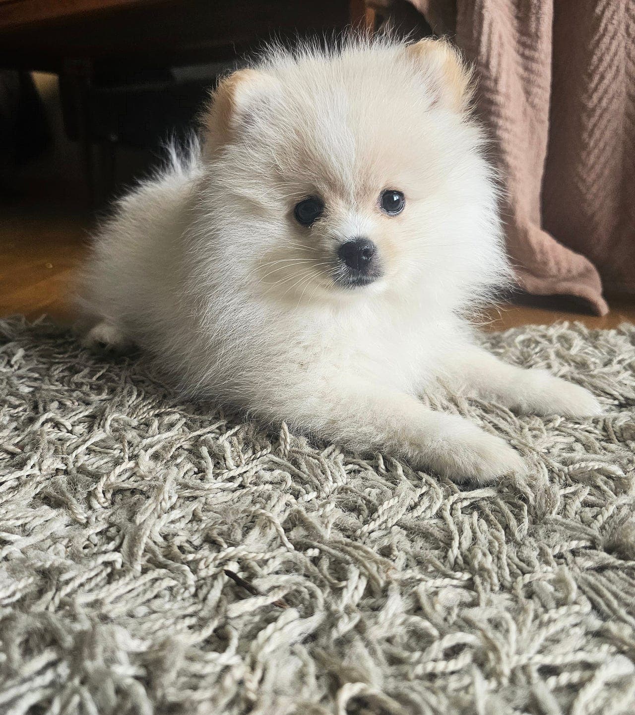 Beautiful Pomeranian Puppies Looking for Loving Homes🥰❤️🐶