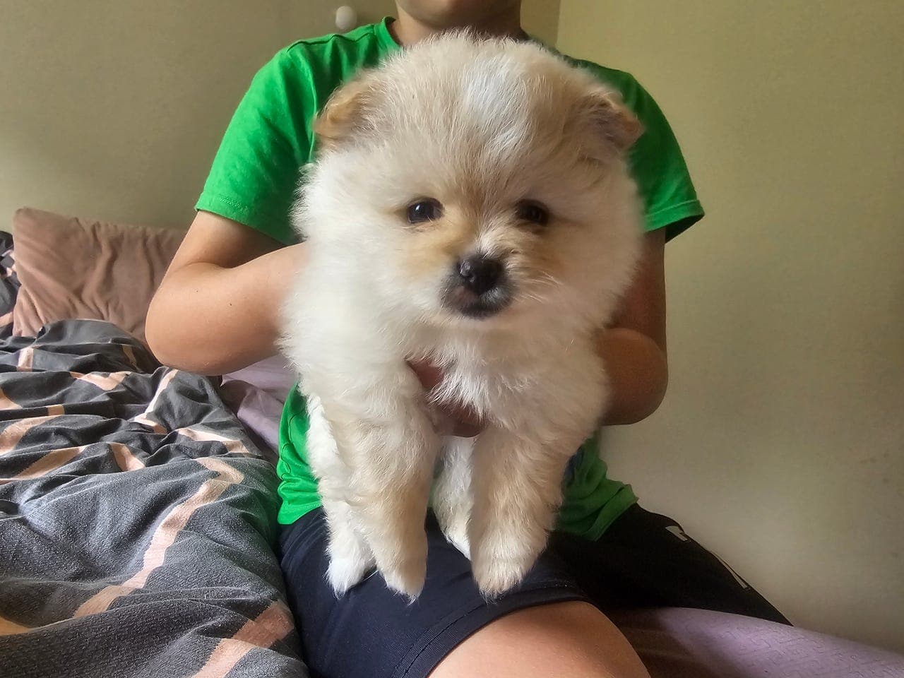 Beautiful Pomeranian Puppies Looking for Loving Homes🥰❤️🐶