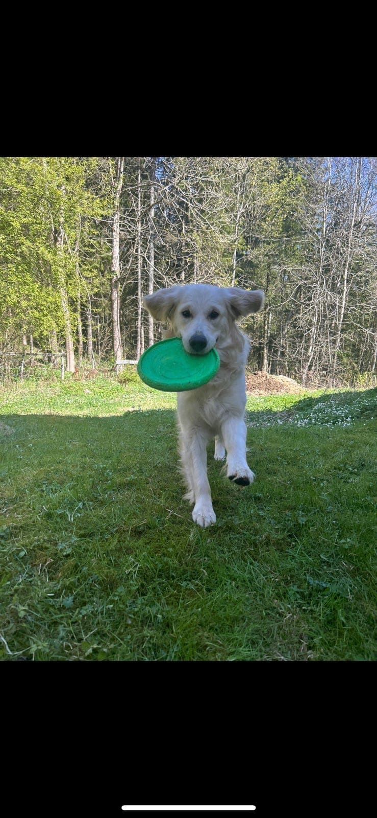 NKK-registrerte Golden retriever valper