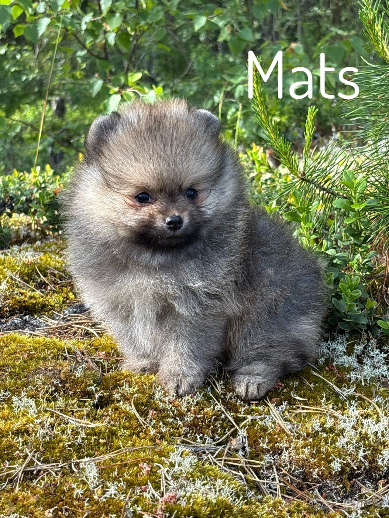 NKK registrert Pomeranian hannvalp