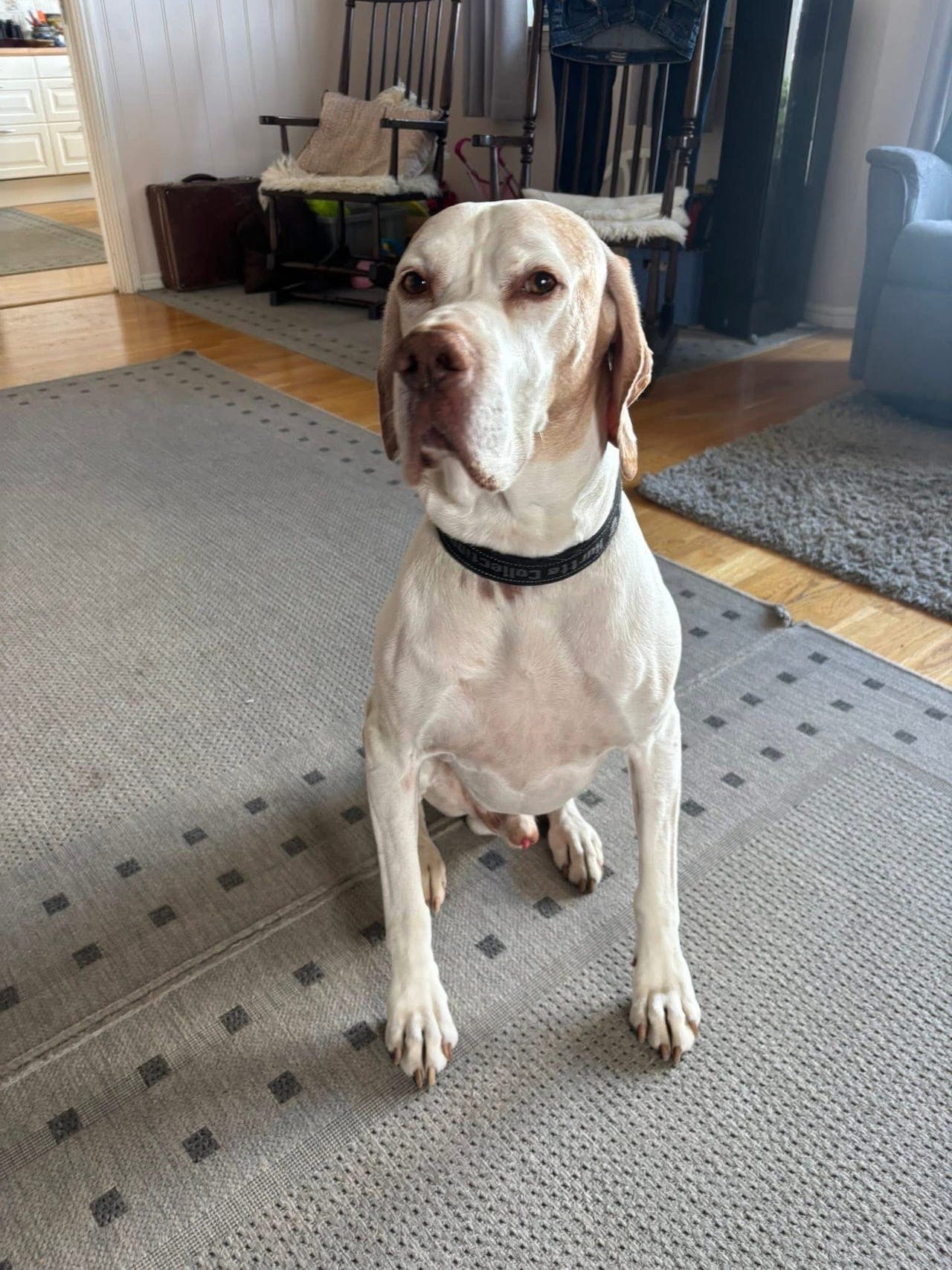 Pointer trenger nytt hjem
