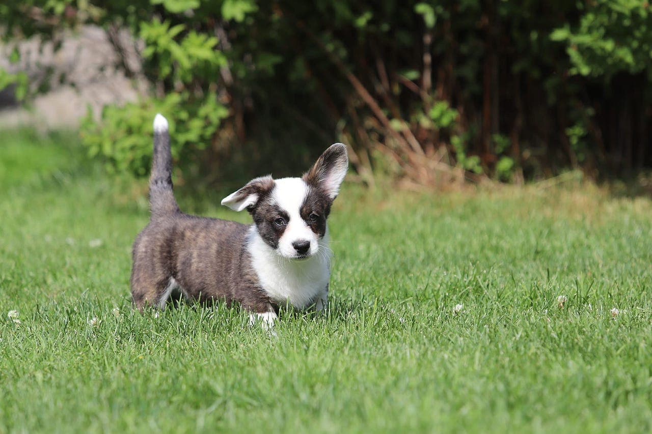 Welsh Corgi Cardigan valper