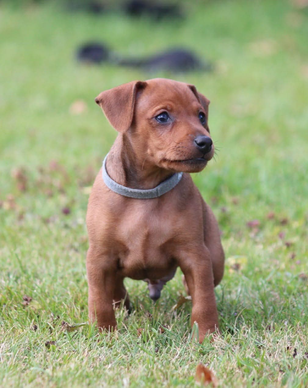 Dvergpinscher valper til salgs