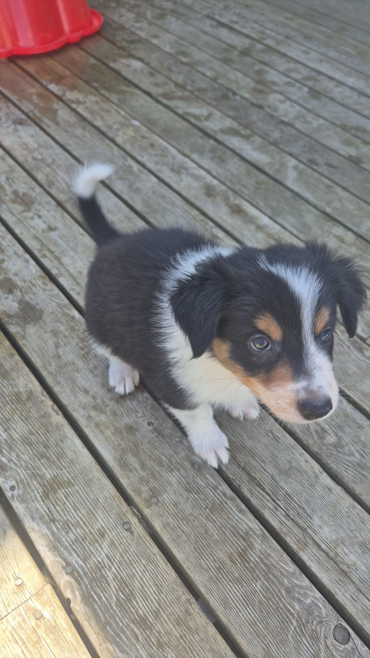 Border Collie