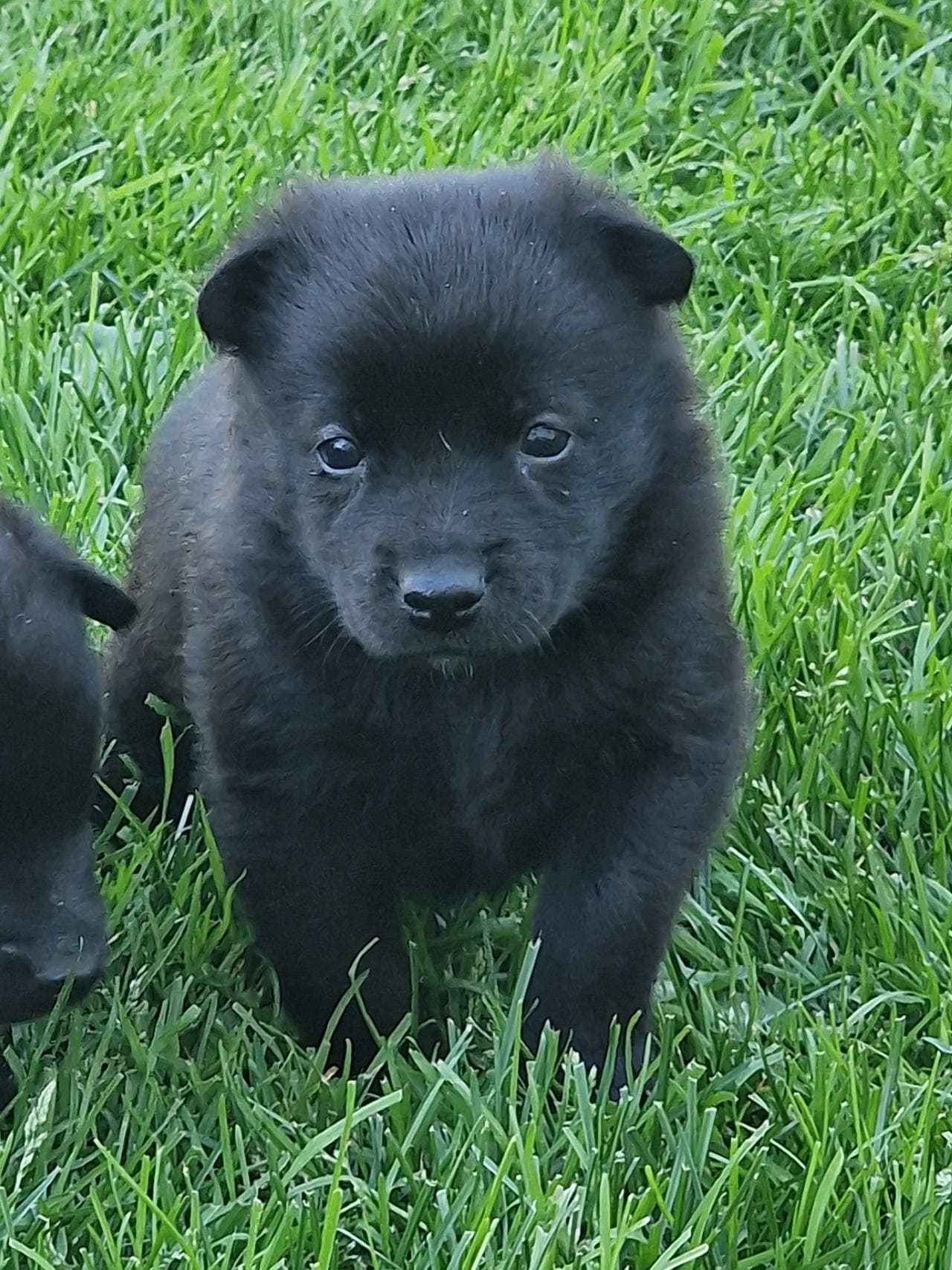 Norsk buhund/buhund