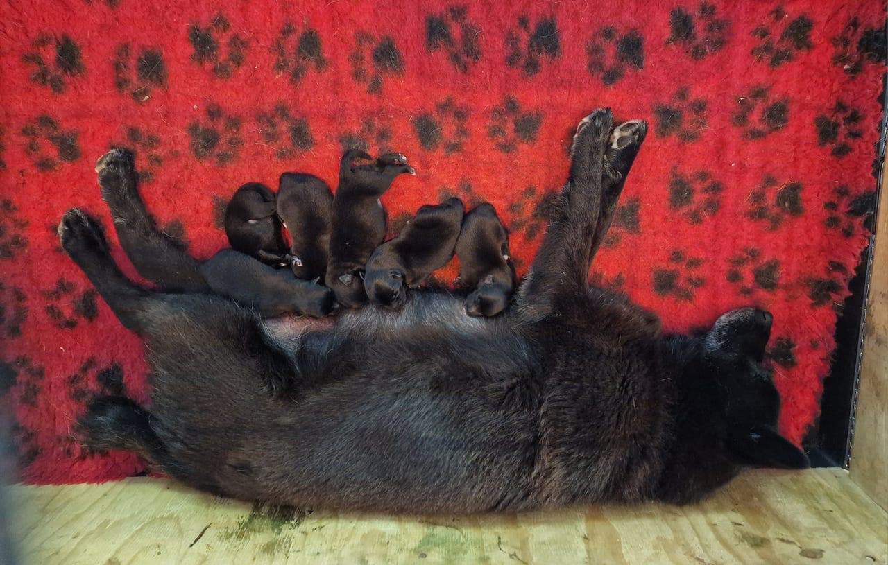 Norsk buhund-Buhund valper ventes i juli