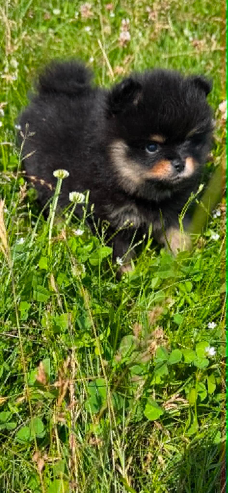 Nydelige Pomeranian-valper søker kjærlige hjem ❤️🐾