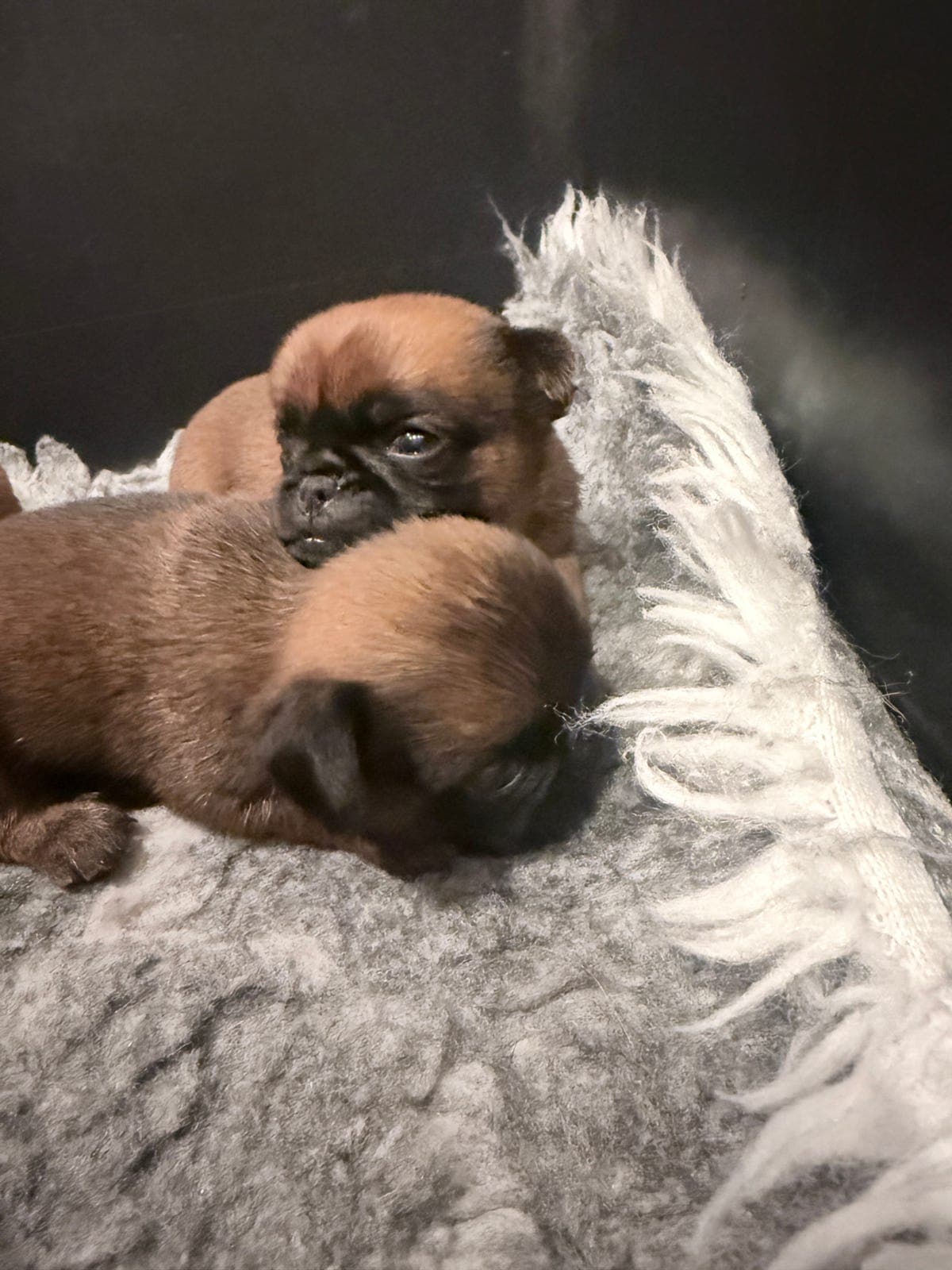 Petit Brabancon valper